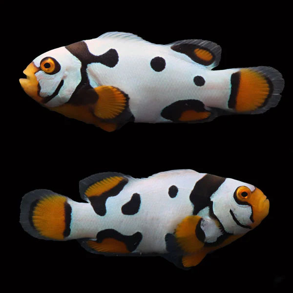 Cultured Fish