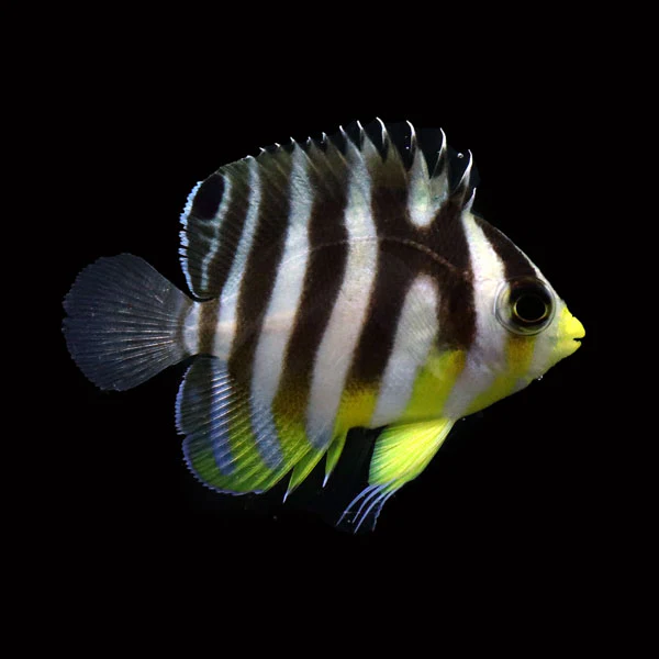 Beginner Fish