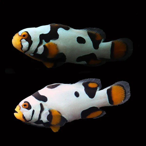 Clownfish & Damsels